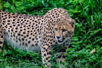 A male cheetah ( Acinonyx Jubatus) looking for prey
