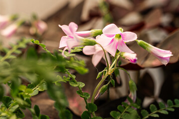 Close-up of pink flowers surrounded by vibrant greenery