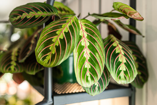 Close-up of a prayer plant with vivid pink-veined leaves