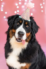 Dog wearing a birthday party hat