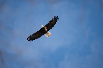 A Bald Eagle Flies Overhead