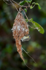 Golden-bellied gerygone with the nest