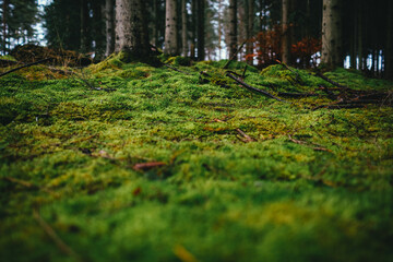 Forest floor covered with vibrant green moss, twigs, and scatter