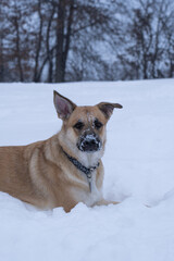 German Shepherd Puppy Plays In The Snow