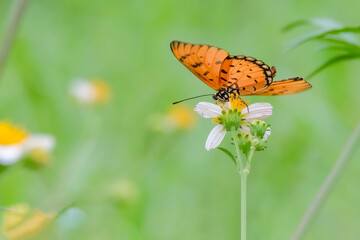 closeup of butterfly on flower