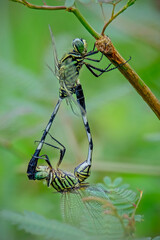 green dragonfly mating on nature background