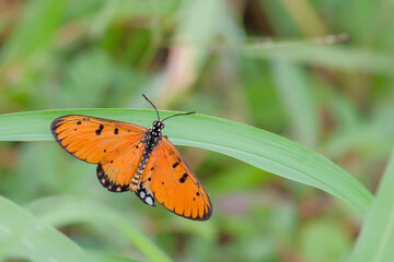 closeup of butterfly on flower