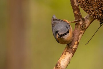 Nuthatch on a Branch: A Close-Up of a Eurasian Nuthatch