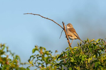 Common Whitethroat Perched on a Branch