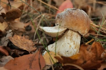 Autumnal Mushroom Discovery: A Boletus Edulis Amongst Fallen Leaves