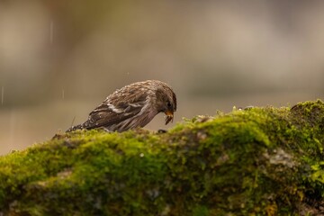 Common Redpoll on Mossy Log in the Rain
