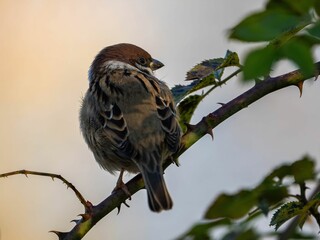 Tree Sparrow Perched on a Thorny Branch