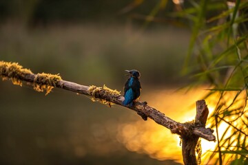 Serene Sunset Kingfisher: A Bird on a Mossy Branch