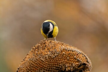 Great Tit on Sunflower Seed Head