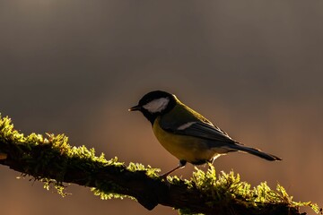 Great Tit on Mossy Branch at Sunset