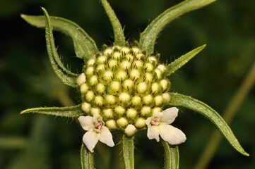 Close-up of a Cephalaria flower, showcasing its unique, spiky bud