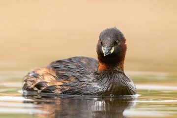 Little Grebe Portrait: A captivating close-up of a Little Grebe