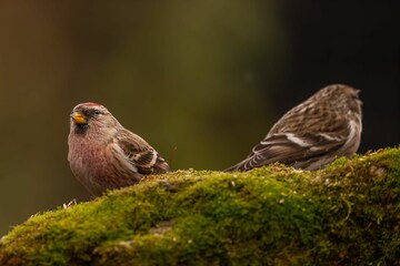 Common Redpoll Pair on Mossy Log