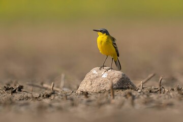 A Yellow Wagtail Perched on a Rock in a Field