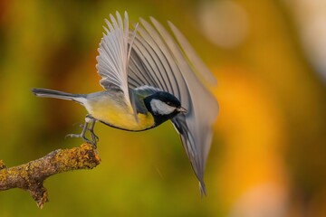 Great Tit in Flight, A Moment of Grace