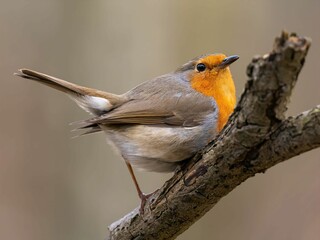 European Robin Perched on a Branch