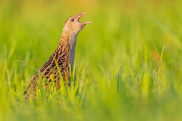 Corncrake in the Meadow: A Stunning Wildlife Photo