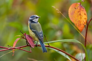 Eurasian Blue Tit Perched on a Branch in Autumn