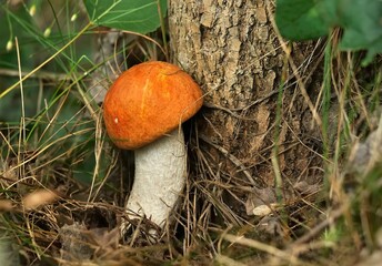 Vibrant Orange Mushroom in Forest Setting
