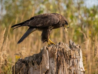 Majestic Buzzard on Weathered Stump: A Wildlife