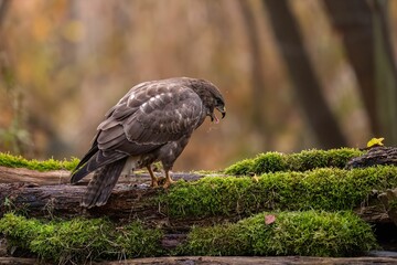 Majestic Buzzard on Mossy Log in Autumn Forest