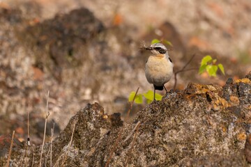 Northern Wheatear Bird on Rock with Nest Material