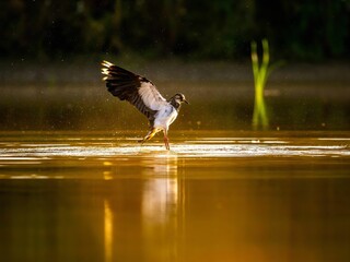 Golden Hour Lapwing: A Bird's Graceful Landing