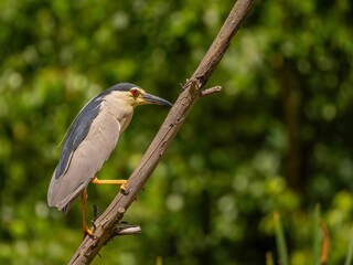 Black-crowned Night Heron Perched on a Branch