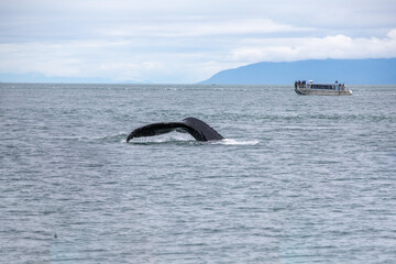 Fototapeta premium Humpback whale tail near a whale-watching tour boat