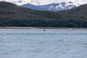 Whale-watching tour boat on Alaska's coast with a humpback whale tail