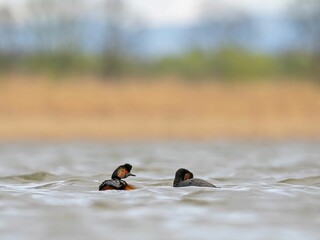 Two Black-necked Grebes Resting on Calm Waters
