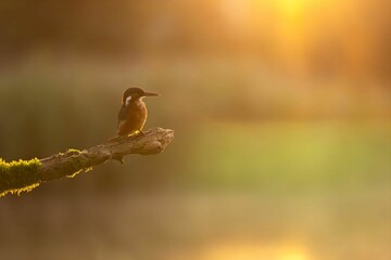 Golden Hour Kingfisher: A Serene Sunset Perch