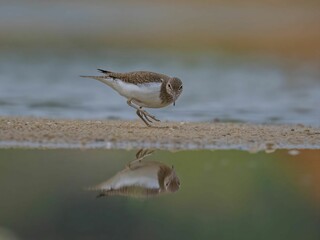 A Little Stint's Reflection on a Calm Shore