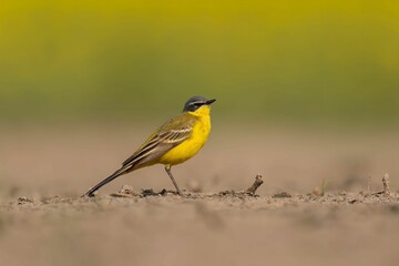 Western Yellow Wagtail on the Ground