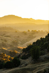 Golden Hour Bliss in Wine Country