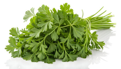 close up of High quality parsley illustration on clean white background
