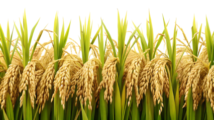 Rice Plant and Wheat Border Isolated on a Transparent Background