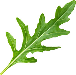 arugula rocket leaf