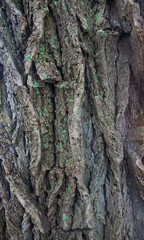 Beautiful close-up of the bark of ulmus pumila