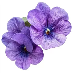 Fototapete Rund Close-up image of two vibrant purple pansies isolated on a white background. © 3DLeonardo