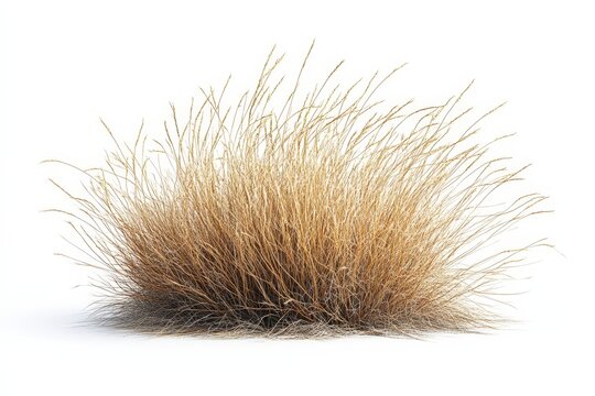 Image of a dry brown grass bush isolated on a white background.