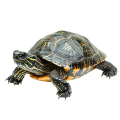 Fototapeta premium Beautiful Turtle Swimming Gracefully Through Crystal Clear Waters in a Lush Environment