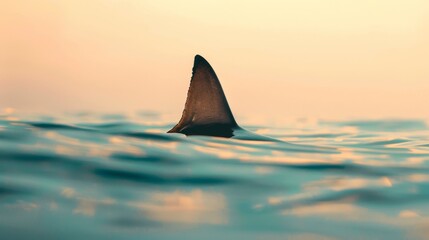 Shark Fin Breaks Surface, Signaling Predator's Presence in Water