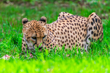 Cheetah eating some raw meat