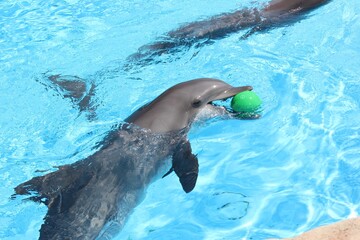 Obraz premium dolphin playing in the water